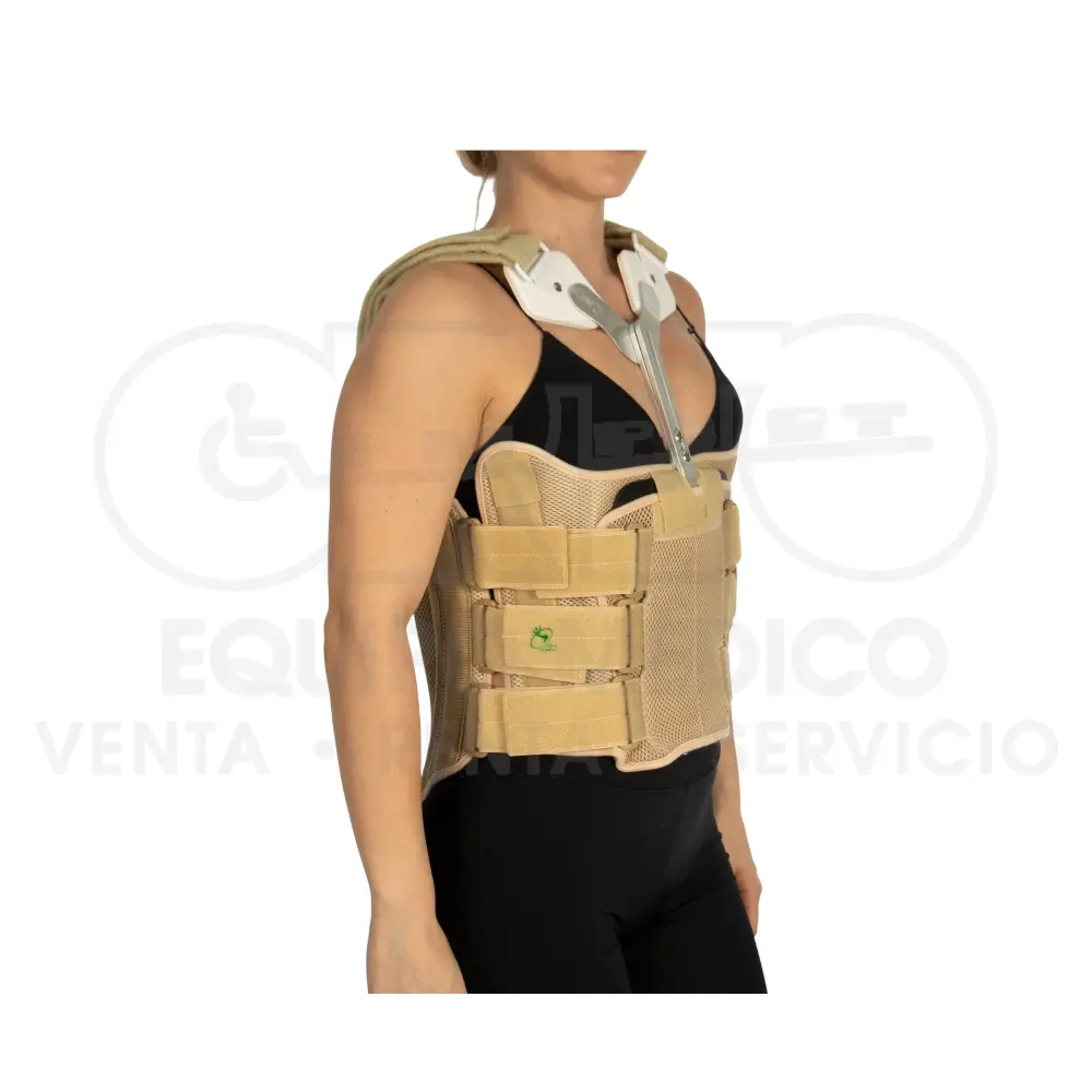 Faja Torácica / 2